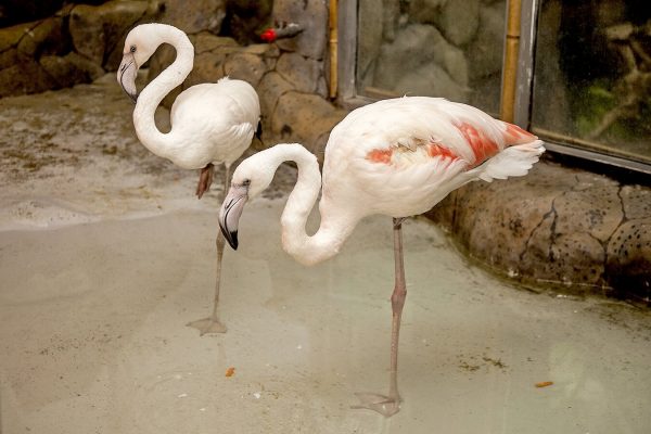 Скидка в океанариум - 50 руб от цены билета Скидка в океанариум - 50 руб от цены билета