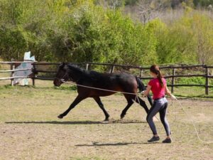 Прогулки на лошадях в горах Прогулки на лошадях в горах
