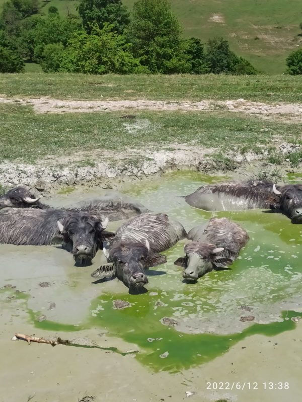 Коровы на Красной поляне отдыхают в луже