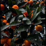 Экскурсия - Золотое кольцо Абхазии, из Сочи