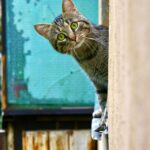 Срочный вызов домашнего электрика