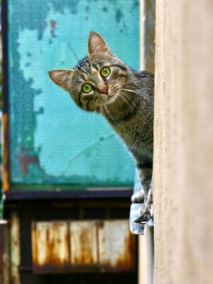 Кот смотрит животные Поиск в труднодоступных местах